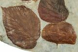 Plate With Six Fossil Leaves (Zizyphoides & Davidia) - Montana #227912-2